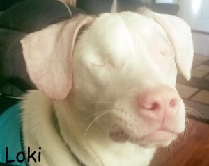 Loki Blind Mix Breed Uveodermatologic Syndrome