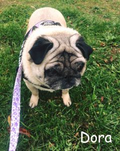 Dora Blind Pug Halo Bumper