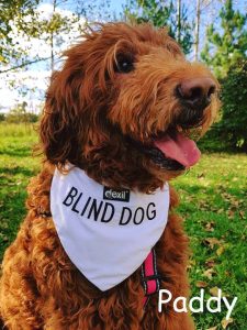 Paddy Blind Poodle SARDS Halo Bumber