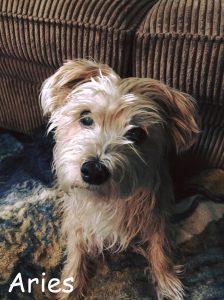 Aries Blind Morkie Halo Bumper