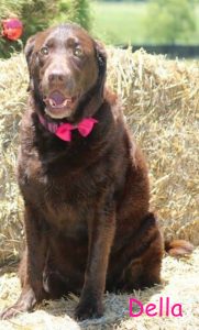 Della Blind Lab Halo Bumper