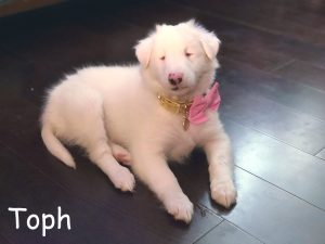 Toph Blind Sheltie Double Merle