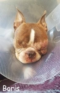 Boris Blind Boston Terrier Halo Bumper