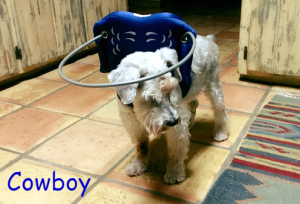 Cowboy Blind Mini-Schnauzer Cataracts Glaucoma Diabetic