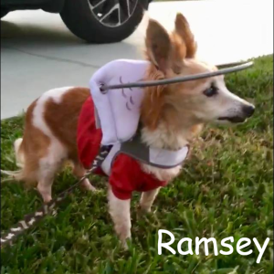 Ramsey Blind Dachshund Papillion Halo Bumper