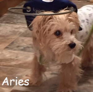 Aries Blind Morkie Cataracts Halo Bumper