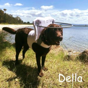 Della Blind Lab Detached Retinas