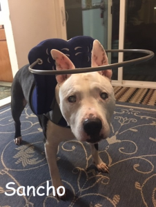 Sancho Blind Pitbull Halo Bumber