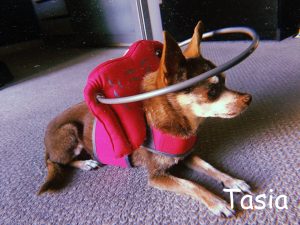 Tasia Blind Chi halo bumper