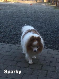 Sparky Blind Spitz Halo Bumper