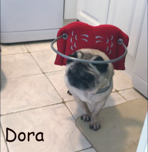 Dora Blind Pug Halo Bumber