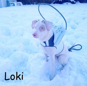 Loki Blind Dog Uveodermatologic Syndrome