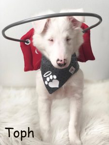 Toph Blind Sheltie Double Merle