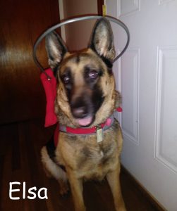 Elesa Blind Shepherd Halo Bumper