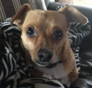 Penny blind Corgi mix
