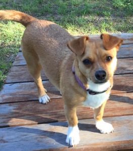 Penny blind Corgi mix