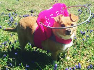 Penny blind Corgi mix