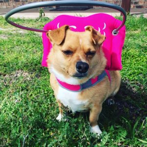 Penny blind Corgi mix