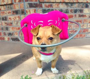 Penny blind Corgi mix
