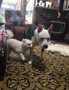 Sancho Blind Pitbull Halo Bumper