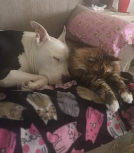 Sancho Blind Pitbull Halo Bumper