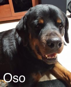 Oso Blind Rottweiler Halo Bumper