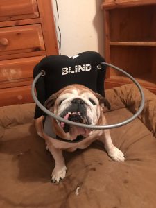 Sunny Blind Bulldog Halo Bumper