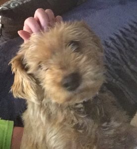 Finley Drew Blind Morkie Halo