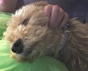 Finley Drew Blind Morkie Halo