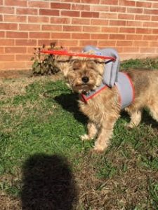 Finley Drew Blind Morkie Halo