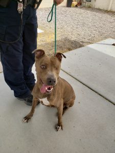 Colors Blind Pitbull Mix Halo