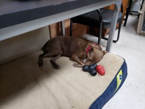 Colors Blind Pitbull Mix Halo