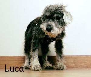 Luca Blind Mini-Schnauzer Halo