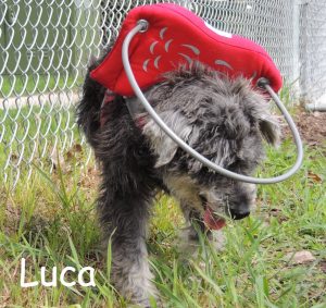 Luca Blind Mini-Schnauzer Halo