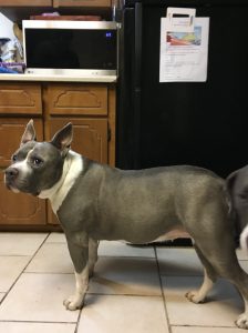 Cassi Blind Pitbull Halo