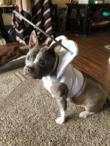 Cassi Blind Pitbull Halo