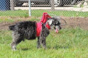 Luca Blind Mini-Schnauzer Halo