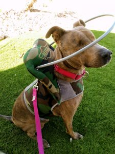 Colors Blind Pitbull mix Halo