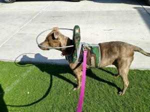 Colors Blind Pitbull Mix Halo