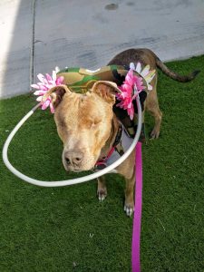 Colors Blind Pitbull Mix Halo