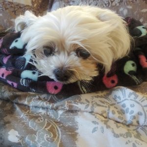 Cody Blind Shih Tzu Halo