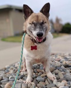 Cupido Blind Corgi/Jindo