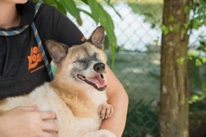 Cupido Blind Corgi/Jindo