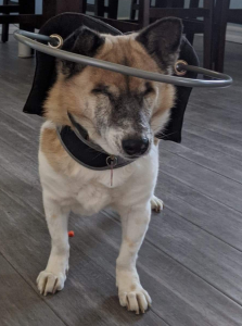 Cupido Corgi/Jindo