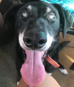 Ghost Blind Border Collie/Aussie mix