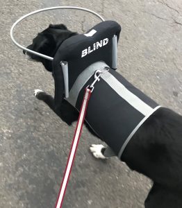 Ghost Blind Border Collie/Aussie mix