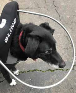 Ghost Blind Border Collie/Aussie mix