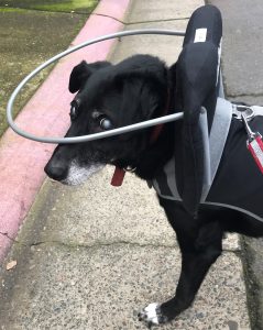 Ghost Blind Border Collie/Aussie mix