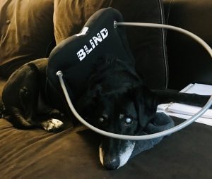 Ghost Blind Border Collie/Aussie mix
