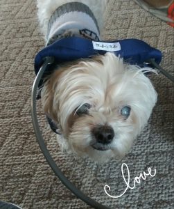 Cody Blind Shih Tzu Halo